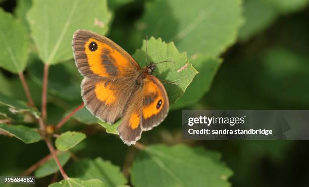 a pretty newly emerged gatekeeper butterfly (pyronia tithonus) perching on a leaf in woodland. - hertford hertfordshire stockfoto's en -beelden