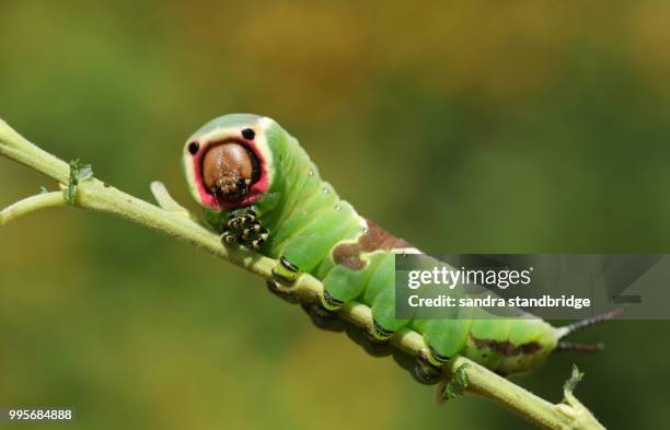 a puss moth caterpillar (cerura vinulais) feeding on an aspen tree leaf (populus tremula) in woodland. - hertford hertfordshire stock-fotos und bilder