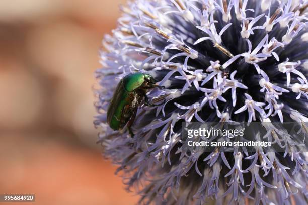 a stunning globe thistle (echinops) flower growing in a country garden in the uk being pollinated by a rose chafer beetle. - globe flower stock pictures, royalty-free photos & images
