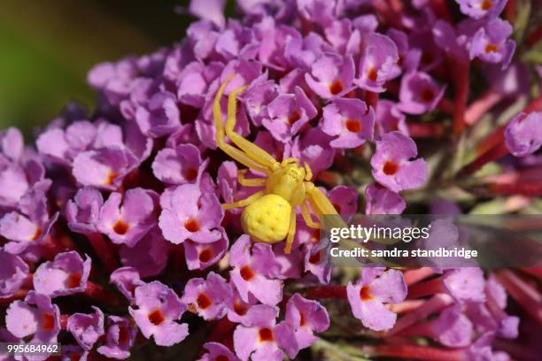 a yellow crab spider, thomisidae (misumena vatia) hunting on a buddleia flower. - spider crab stock pictures, royalty-free photos & images