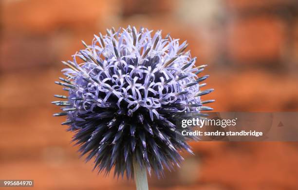 a stunning globe thistle (echinops) flower growing in a country garden in the uk. - globe flower stock pictures, royalty-free photos & images