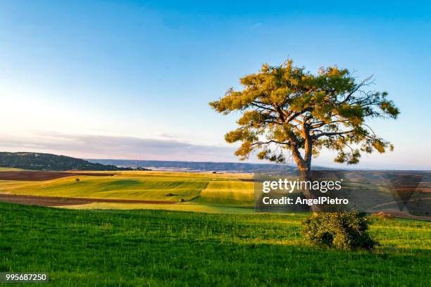 spring landscape - miguelangelortega stock pictures, royalty-free photos & images