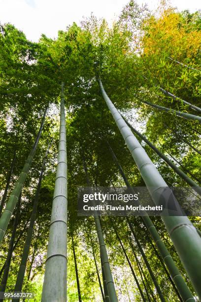 bamboo's trees - bambusblatt stock-fotos und bilder