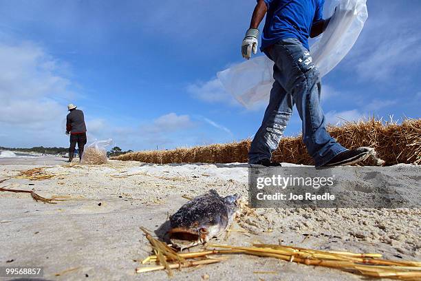 Dead fish lays on the beach as workers clean up hay that was placed to protect the beach from oil and tar balls if they wash ashore from the...