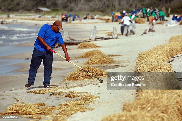 Workers clean up hay that was placed to protect the beach from oil and tar balls if they wash ashore from the Deepwater Horizon site on May 15, 2010...