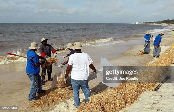 Workers clean up hay that was placed to protect the beach from oil and tar balls if they wash ashore from the Deepwater Horizon site on May 15, 2010...