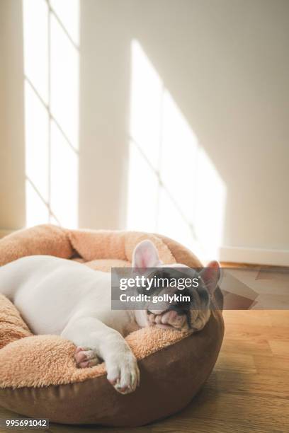 franse bulldog puppy slapen op het bed van de hond - dierenmand stockfoto's en -beelden