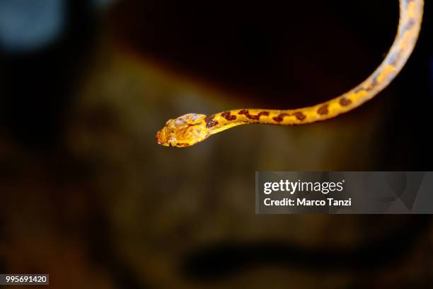 cat-eyed snake - cat snake stock-fotos und bilder