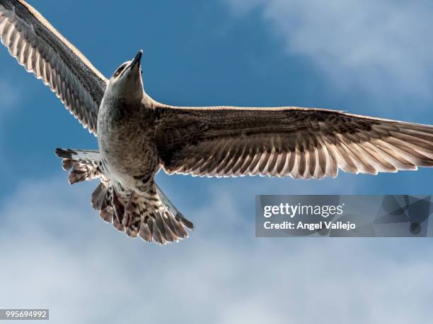 gaviota - seagull - gaivota stock pictures, royalty-free photos & images