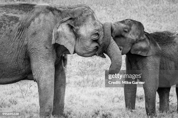 elephants kissing - garner stockfoto's en -beelden