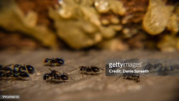 rush hour! - african wasp photos et images de collection