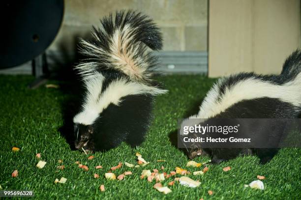 pair of skunks in  december - tacaca imagens e fotografias de stock