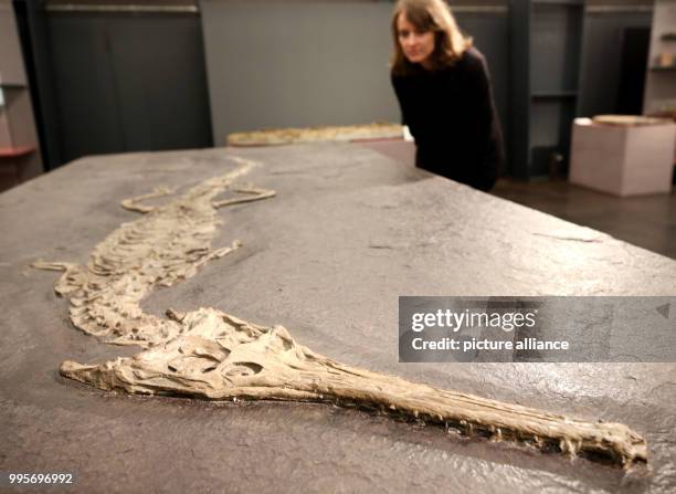 Visitor looks at a roughly 180 million year old petrified sea crocodile at the Ruhr Museum in Essen, Germany, 29 September 2017. The reptile is one...