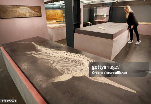 Visitor looks at a roughly 180 million year old ichthyosaur at the Ruhr Museum in Essen, Germany, 29 September 2017. The object is one of around 400...