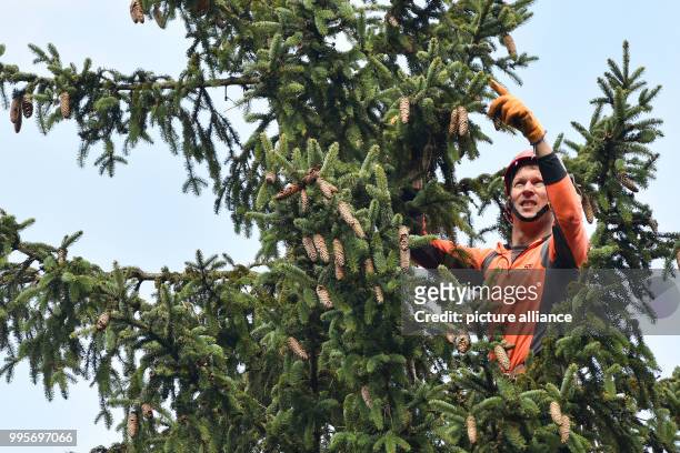 Tree climber Joerg Stuecker of the Hessian forest department 'Hessen Forst' harvests the cones in a 25 meter tall and more than 160 years old spruce...
