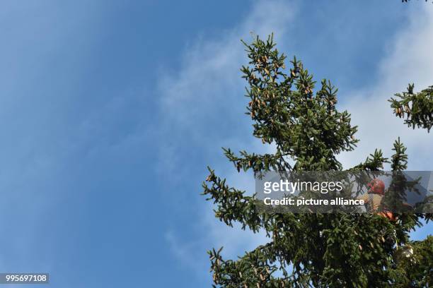 Tree climber Joerg Stuecker of the Hessian forest department 'Hessen Forst' harvests the cones in a 25 meter tall and more than 160 years old spruce...