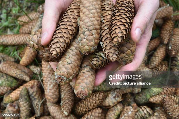 Cones of a 25 meter tall and more than 160 years old spruce are held up in Willingen, Germany, 29 September 2017. The durable and pure seeds will be...
