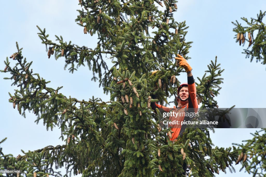 Spruce seed harvest in Germany