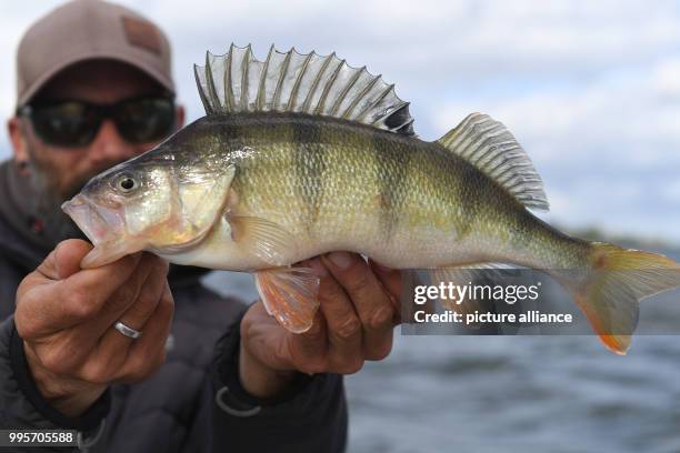 Fisher holds up a bass on Usedom island in Zecherin, Germany, 15 September 2017. The tourist fishing licences cost 24 Euro and are valid for 28 days,...