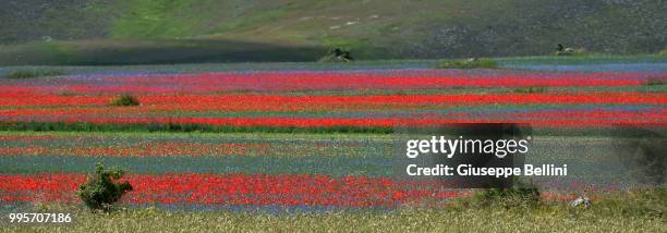 General view during Annual Blossom in Castelluccio on July 10, 2018 in Castelluccio di Norcia near Perugia, Italy.