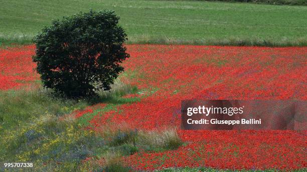 General view during Annual Blossom in Castelluccio on July 10, 2018 in Castelluccio di Norcia near Perugia, Italy.