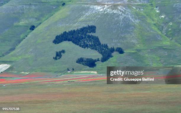 The shape of Italy is made with trees on the hill during Annual Blossom in Castelluccio on July 10, 2018 in Castelluccio di Norcia near Perugia,...