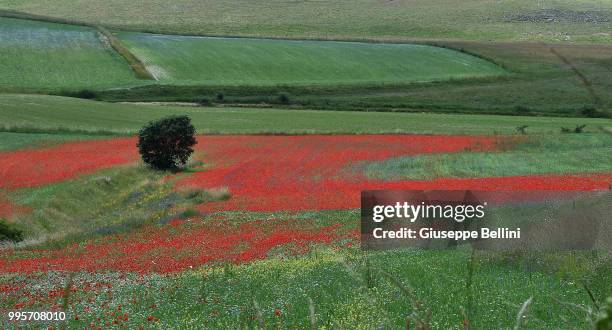 General view during Annual Blossom in Castelluccio on July 10, 2018 in Castelluccio di Norcia near Perugia, Italy.