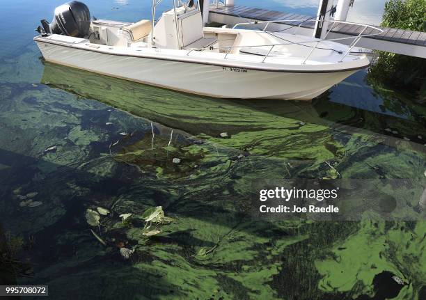 Green algae blooms that come mostly from the controlled discharges of water from Lake Okeechobee are seen next to a boat along the Caloosahatchee...