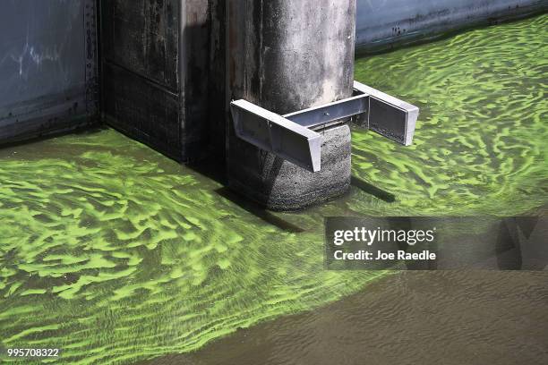 Green algae blooms are seen at the Port Mayaca Lock and Dam on Lake Okeechobee on July 10, 2018 in Port Mayaca, Florida. Gov. Rick Scott has declared...