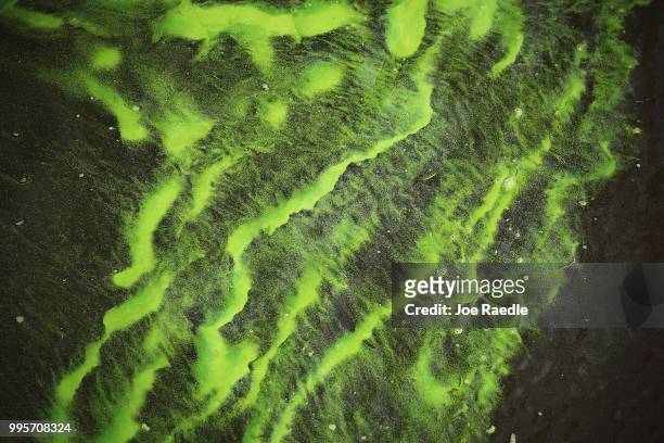Green algae blooms are seen at the Port Mayaca Lock and Dam on Lake Okeechobee on July 10, 2018 in Port Mayaca, Florida. Gov. Rick Scott has declared...