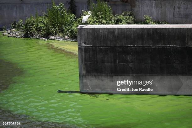 Crane perches over green algae blooms that are seen at the Port Mayaca Lock and Dam on Lake Okeechobee on July 10, 2018 in Port Mayaca, Florida. Gov....