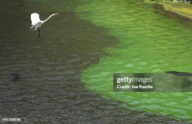 Crane flies over the green algae blooms that are seen at the Port Mayaca Lock and Dam on Lake Okeechobee on July 10, 2018 in Port Mayaca, Florida....