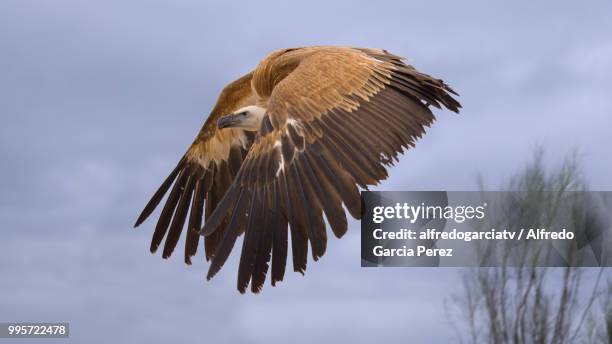 buitre volando con las alas plegadas - alas stock-fotos und bilder