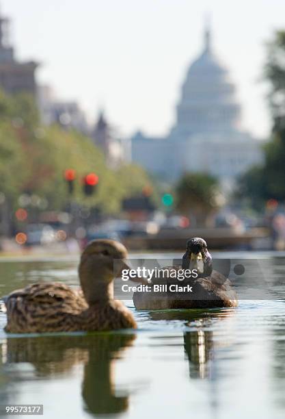 Ducks swim in the Freedom Plaza fountain on Monday morning, Oct. 29, 2007.