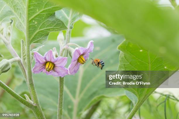 blue-banded bee - flynn stock pictures, royalty-free photos & images