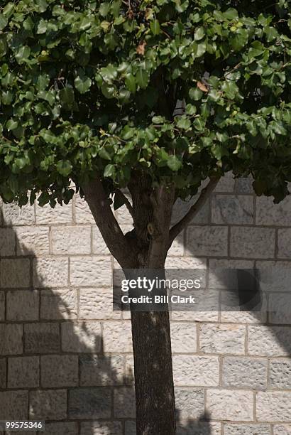 Tree in the alcove by the fountain on the west front of the Capitol