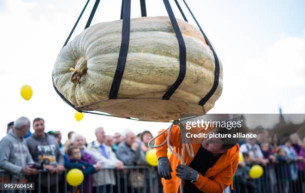 Pumpkin is lifted onto the scales at the German pumpkin weighing championships at the Bluehendes Barock gardening show in Ludwigsburg, Germany, 1...