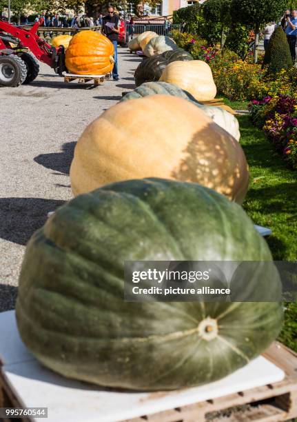 Numerous pumpkins at the German pumpkin weighing championships at the Bluehendes Barock garden show in Ludwigsburg, Germany, 1 October 2017. Photo:...