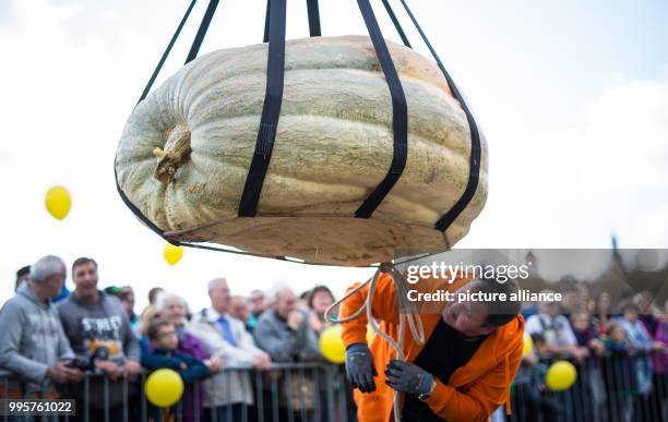 Pumpkin is lifted onto the scales at the German pumpkin weighing championships at the Bluehendes Barock garden show in Ludwigsburg, Germany, 01...