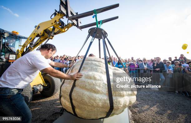 Pumpkin is lifted onto the scales at the German pumpkin weighing championships at the Bluehendes Barock garden show in Ludwigsburg, Germany, 01...