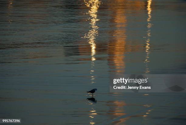 Seagull stands in light reflected from the sun at Bondi Beach on July 11, 2018 in Sydney, Australia. Temperatures dropped to 7 degrees Celsius in...
