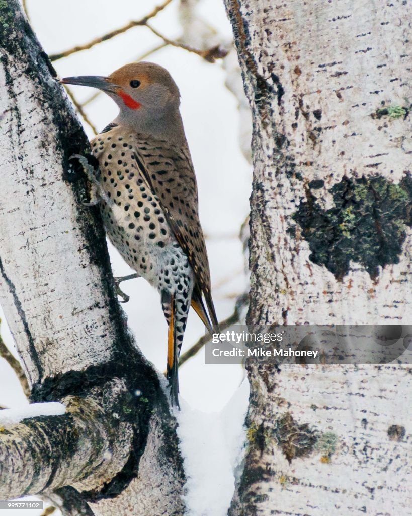 Common Flicker in aspen tree