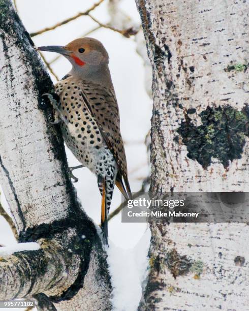 common flicker in aspen tree - flicker 個照片及圖片檔