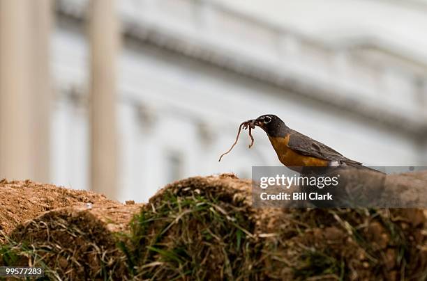 An American Robin gorges itself on worms pulled from fresh sod on the back of a truck trailer bound for the grassy area on the East Front of the...