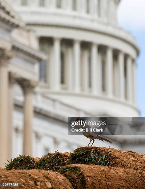 An American Robin gorges itself on worms pulled from fresh sod on the back of a truck trailer bound for the grassy area on the East Front of the...