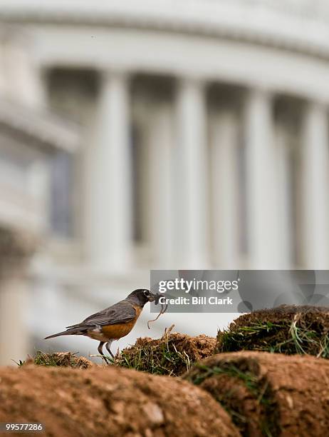 An American Robin gorges itself on worms pulled from fresh sod on the back of a truck trailer bound for the grassy area on the East Front of the...