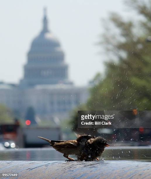 An english sparrow and european starling take a bath in the fountain in Freedom Plaza with the Capitol in the background in Washington on Monday,...