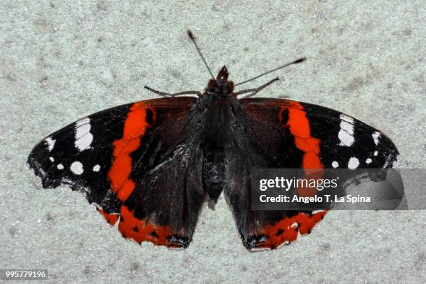 red admiral - mariposa numerada fotografías e imágenes de stock