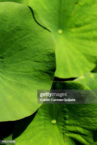 green portrait - comportamientos de la flora fotografías e imágenes de stock