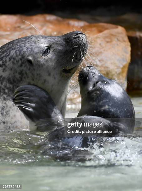 July 2018, Germany, Berlin: Female seal Shiva playing with her young at the Zoologischer Garten. The young animal was born on 09 July 2018 and is...